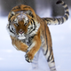 Image for article titled I Helped Catch Detroit’s Tiger With A Weed Whacker And A Tarp